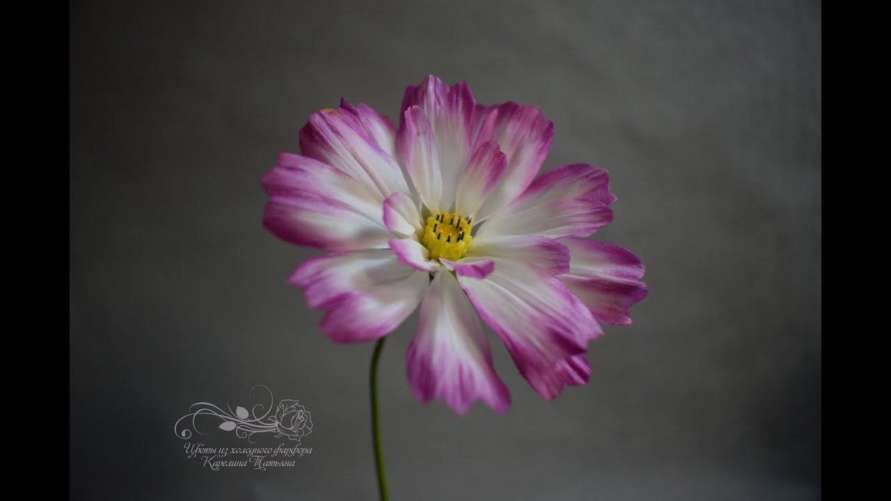 Космея из холодного фарфора. Вебинар. смотреть онлайн