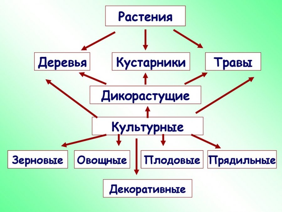 Культурные растения 2 класс плешаков. Схема классификации дикорастущих растений. Дикорастущие растения схема. Кластер окружающий мир. Классификация растений дикорастущие и культурные.