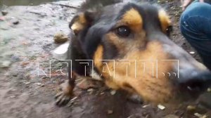 Второй шанс на жизнь получил пес со сломанным позвоночником благодаря волонтерам и новым хозяевам