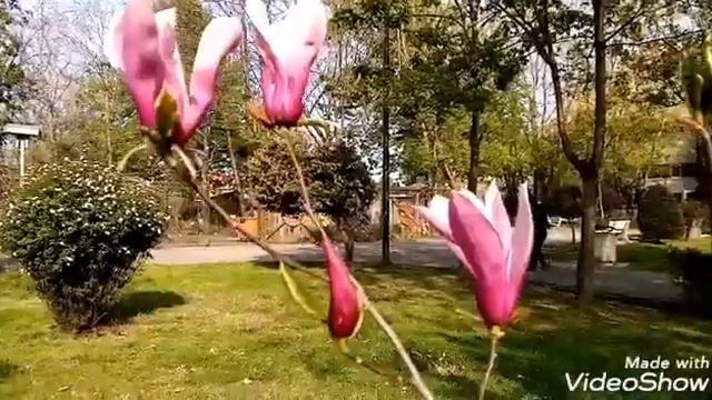 ЦВЕТУТ ЦВЕТЫ! ???#природа #парк #весна #музыка#хорошеенастроение #zotzon