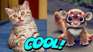 МИЛЫЕ ЖИВОТНЫЕ кошки и собаки #3.mp4