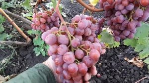 Виноград Дашуня. Треск на 22 сент. Белгород