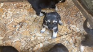 ПЕРВЫЕ ДНИ ЖИЗНИ . Щенки Восточно-европейской овчарки .