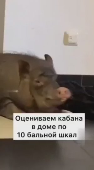 Идеальное домашнее животное