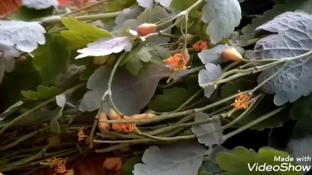 Ритуальная магия. Попрошайки против Воланда и спор с дураком. смотреть онлайн