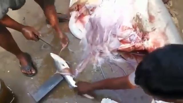 В рыбе оказалась куча икры и мелкой рыбы смотреть онлайн