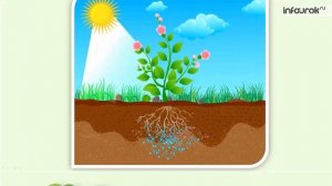 20  Живая и неживая природа 1 кл