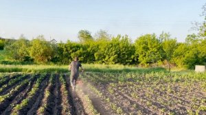 Окучивания картофеля самодельным окучником за 3 минуты