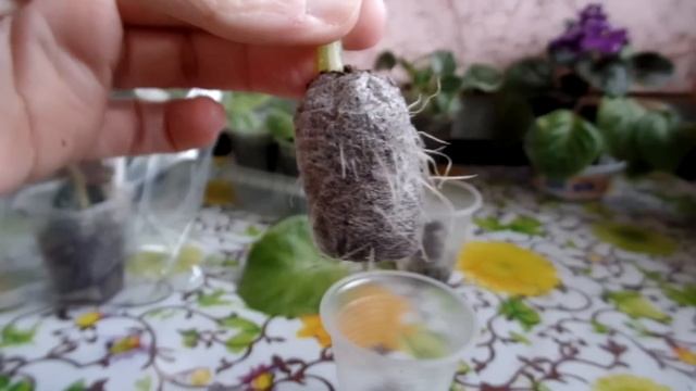 Укоренение листа фиалки в торфяной таблетке