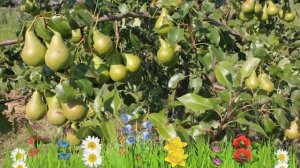 Груша плодовая Видная ? Обзор: посадка и уход. саженцы, крупномеры груши: описание и особенности