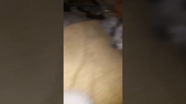Сиамские Котята!!! Самые красивые котята.