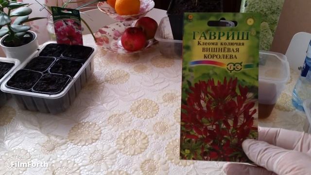 Посадка Петунии и Клеомы на рассаду без пикировки. Гортензия метельчатая Селекшн. смотреть онлайн