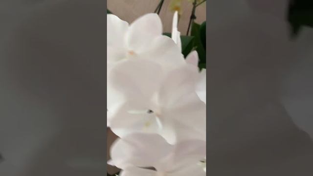 Белый биг лип смотреть онлайн