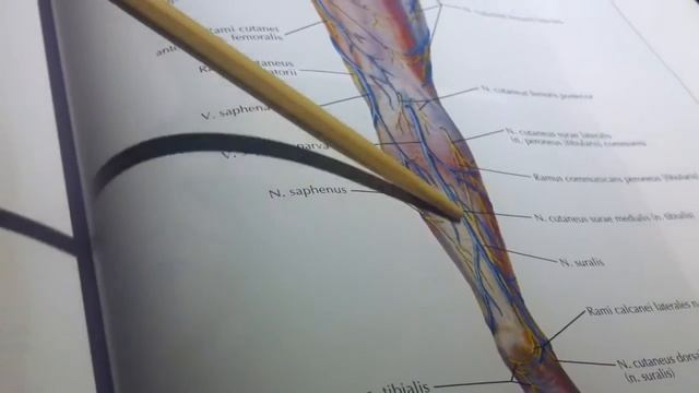 3 40 Поверхностные вены нижней конечности смотреть онлайн