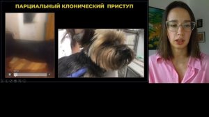 Эпилептические приступы собак и кошек. Виды приступов. Коникова Людмила