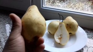 Краткий  обзор  вкусовых качеств груши  Вильямс зимний или  Кюре