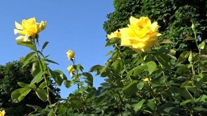 Rosa ´Goldstar´