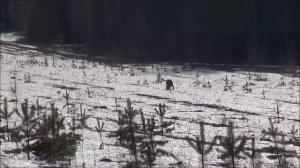Весенняя нагонка русской гончей по зайцу беляку - Баян Шатрова В.А.
