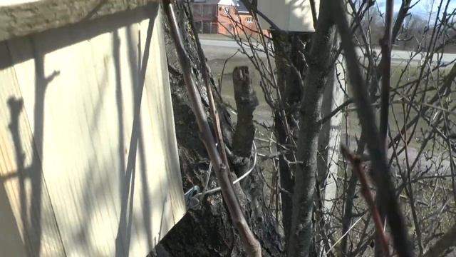 Скворечник. Решение квартирного вопроса. смотреть онлайн