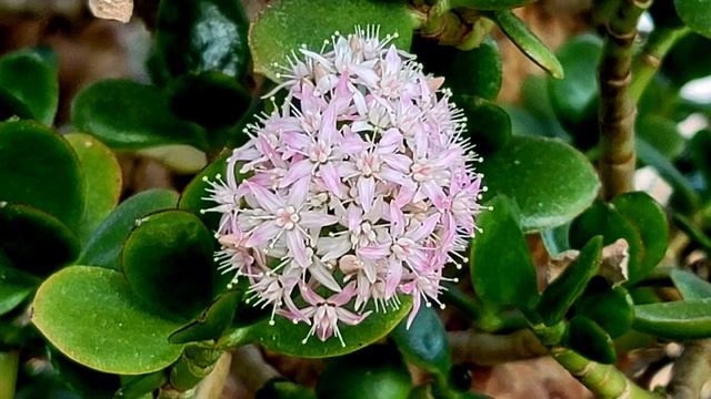 화월(Crassula portulacea) смотреть онлайн