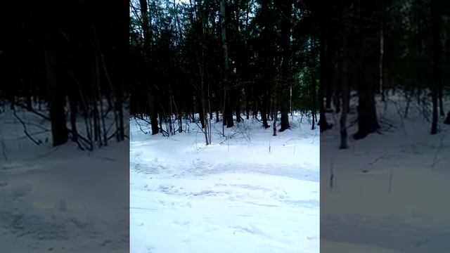 Русский гончий выжлец Гром голос 7.2.4. по зайцу смотреть онлайн