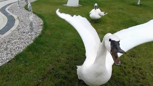 Нападение лебедя на человека! смотреть онлайн