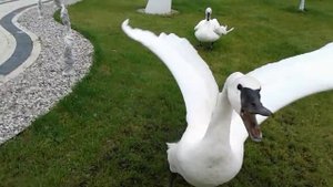 Нападение лебедя на человека!