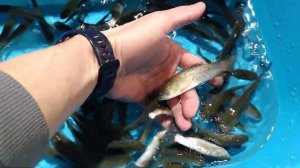 малёк белого амура