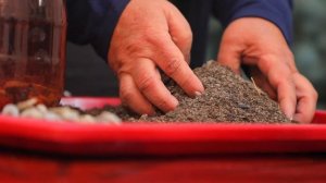 Gullarni ko'paytirish usullari | гулларни купайтириш усуллари