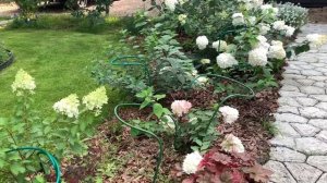 Аллея ГОРТЕНЗИИ пример на моем участке, простой и эффектный вариант устройства клумбы