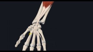 Поверхностный сгибатель пальцев (m. flexor digitorum superficialis) 3D Анатомия