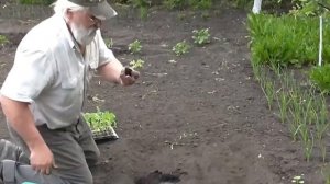 Высаживаем свою рассаду помидоров в открытый грунт