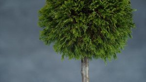 Макс – Туя западная (Thuja occ. 'Maks') – карликовая версия туи Smaragd