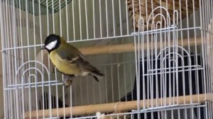 Большая синица дома