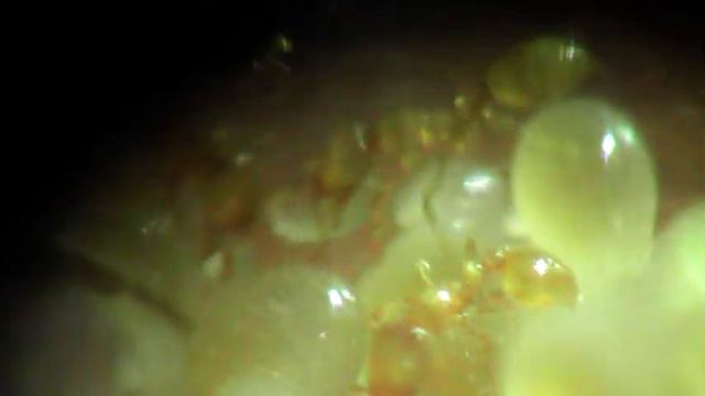 Мои муравьи-Соленопсис фугакс смотреть онлайн