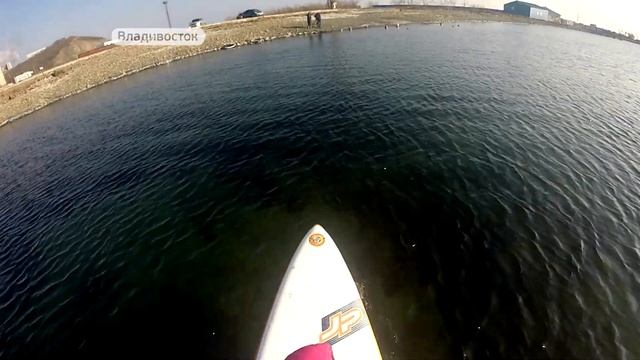 Собака уходит в море: такса на сапе удивляет жителей Владивостока смотреть онлайн