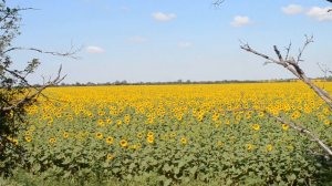 ФУТАЖ Поле с подсолнухами