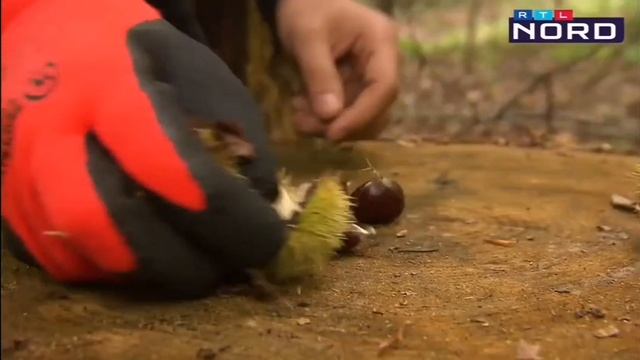 Съедобный каштан - дерево будущего. смотреть онлайн