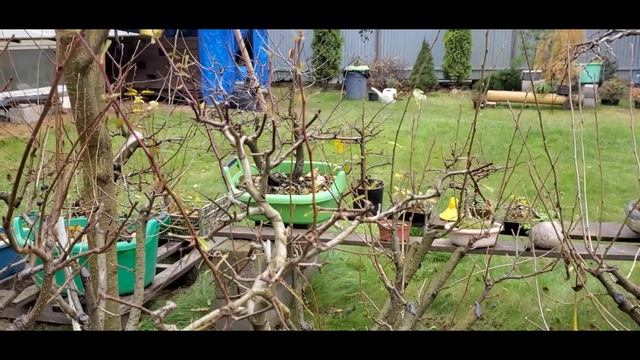 Проектирование образа бонсай на встрече Московского клуба @Studio.Bonsai #garden #бонсай