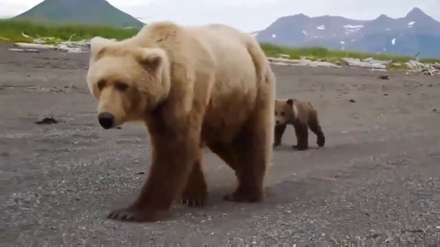 Убегать было поздно, но Медведи прошли мимо смотреть онлайн