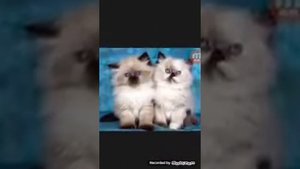 Я милая киса пушистые лапки