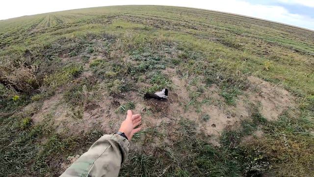 Махокрылы + гусиные профиля ЁКЛМН, вот это охота на утку 2022 ! смотреть онлайн