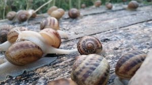 Улиточная ферма Беларусь Улитки МАКСИМА сезон 2021