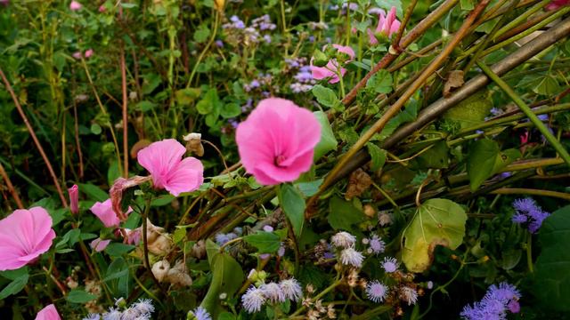 Таймлапс закрытие цветка 2 смотреть онлайн