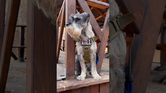 Schnauzer RocknRolla