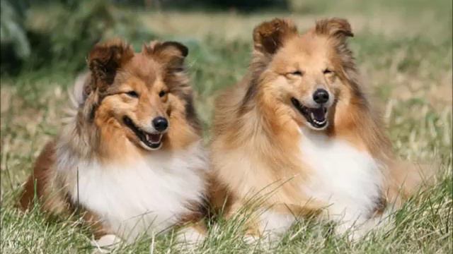 Миниатюрная Шелти - овчарка с Шетландских островов смотреть онлайн