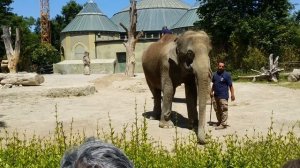 Munich-Мюнхен (9.06.2014) - Hellabrunn Zoo - Мюнхенский зоопарк - Слоны (12)