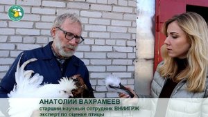 Павловские куры. Возрожденные как феникс