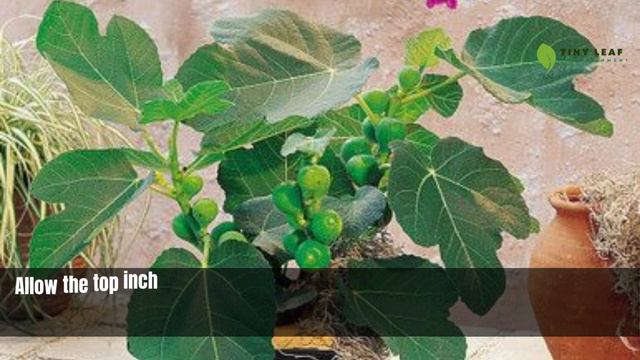 Common Fig | Ficus Carica | Types of Ficus Plants смотреть онлайн