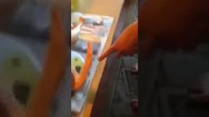 Утка Стар 53 забой 53-54 дня